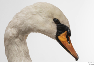 Mute swan head 0001.jpg